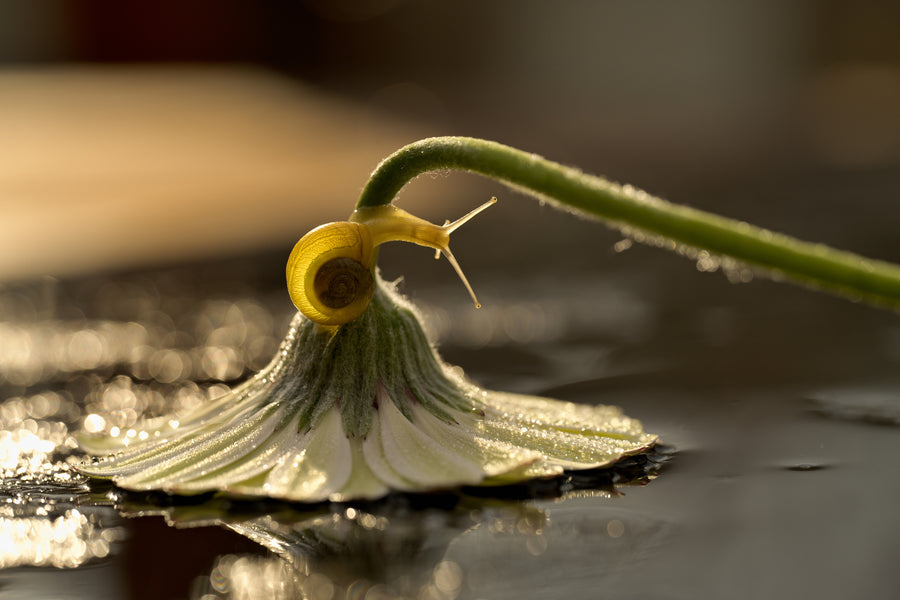 A backlit snail clings to a curved flower stem above pale petals and a reflection in water.