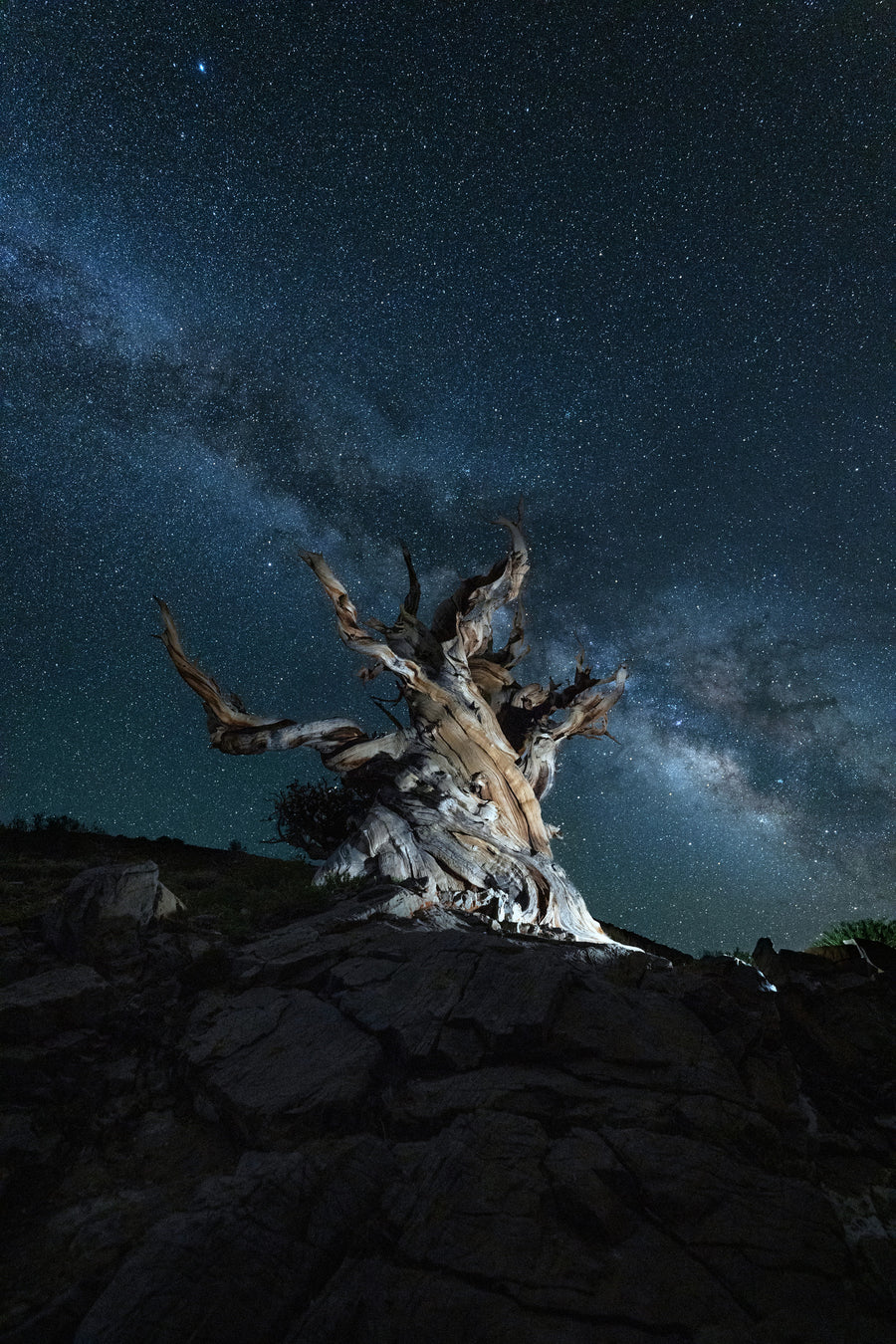 A weathered tree stands beneath a star-filled sky and the Milky Way.