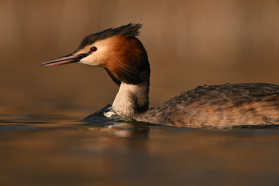 A crested waterbird floats on still water in warm light.