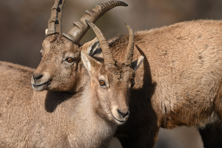 Two horned mountain animals stand close together in warm light.