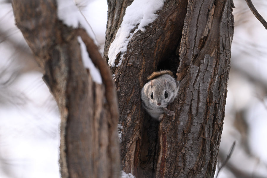 A small squirrel peers from a tree hollow surrounded by snow.