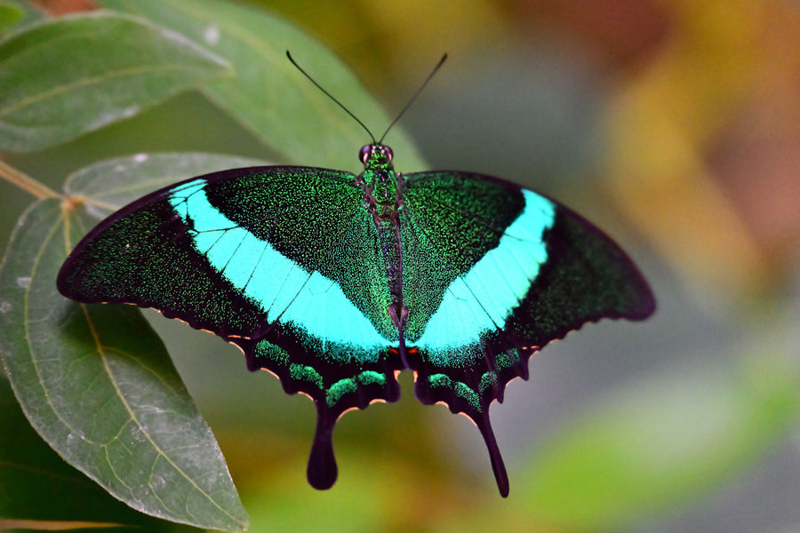 A butterfly spreads dark wings with bright turquoise bands against green foliage.