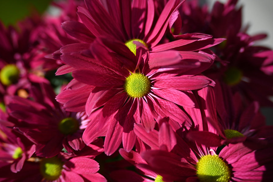 Deep magenta flowers with bright green centers fill the frame.